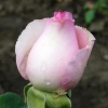 Bella Vita